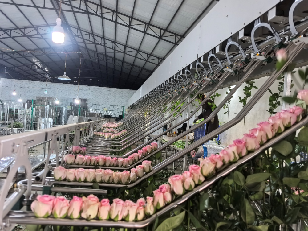 花卉基地使用智能分拣设备结合AI模型分析鲜切花评级数据（资料图）。