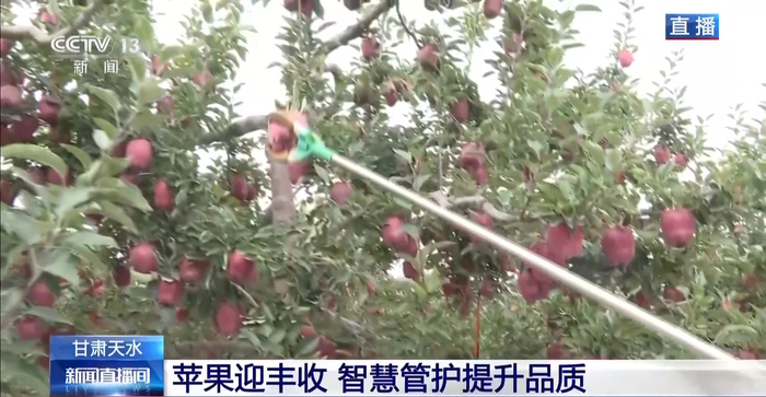 视频丨从“靠天吃饭”到“靠数据种树” 花牛苹果迎丰收